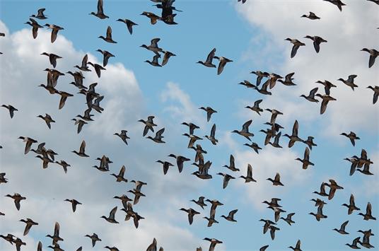 Teal Migration