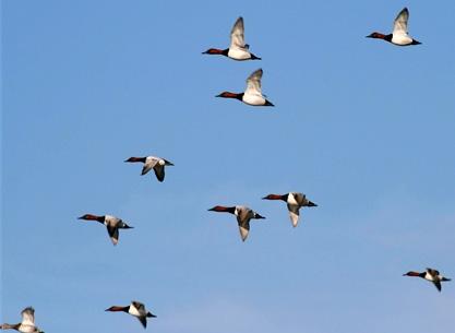 flocks of mallards