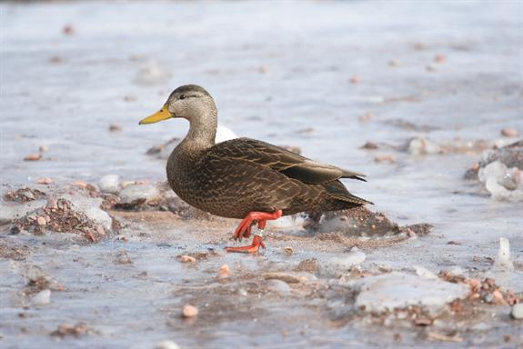 photo-essay-waterfowl-bands