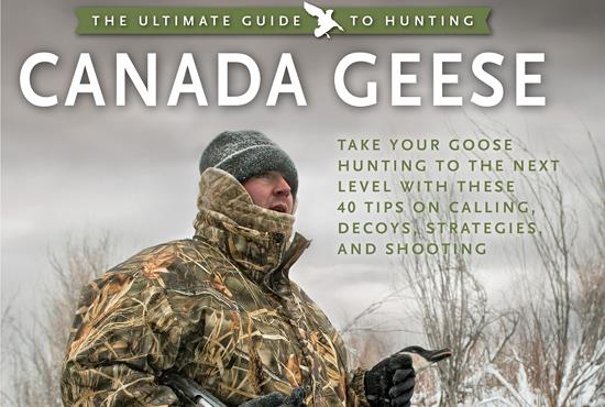 canada goose information about dogs canada goose information about dogs