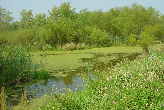 Restored Beaver Dam Wetland Conservation Area welcomes people, waterfowl